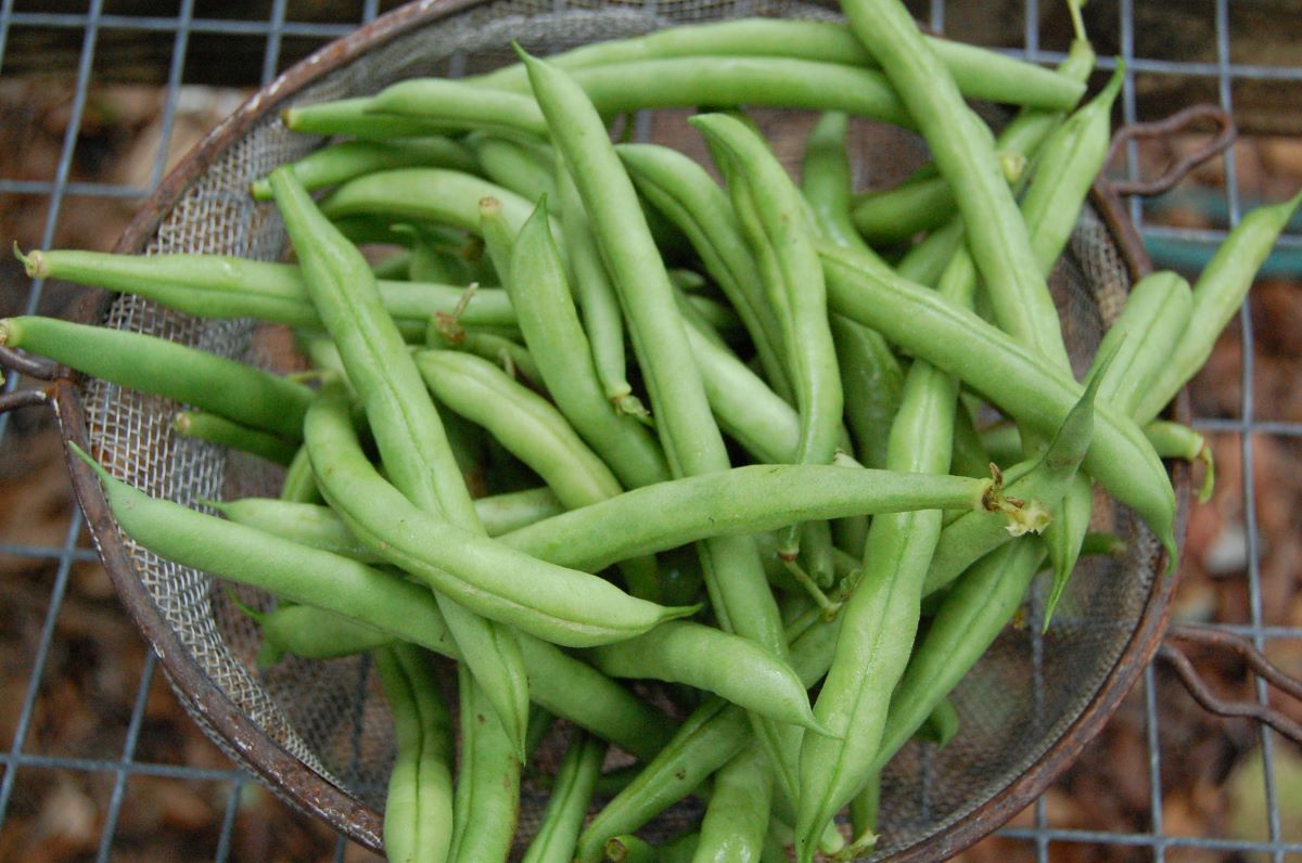 Green Beans (String Beans, French Beans, Long Beans): Benefits, Nutrition, Side Effects and Facts
